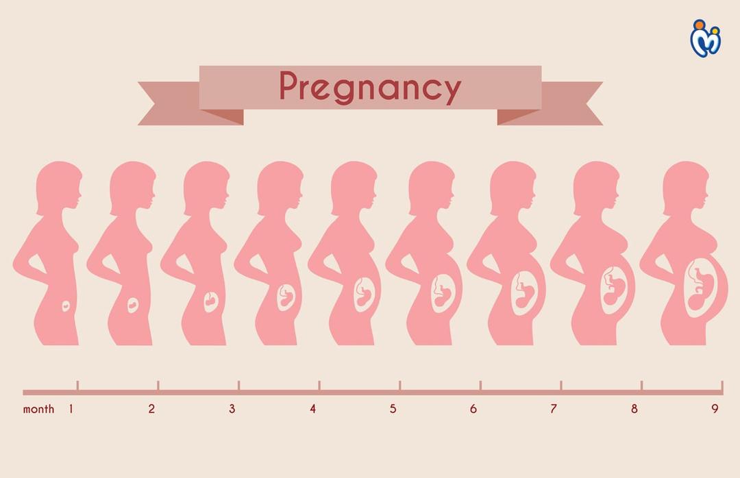 Pregnancy Stages- Monthly Changes in the Body and The Stages of Fetal Development